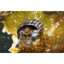 640px-Monodonta-turbinata.jpg<>Pegavka