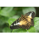 640px-Parthenos_sylvia_philippensis.jpg<>Metulj