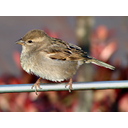 640px-Passer_domesticus_female_02831-nevit.jpg<>Domači vrabec