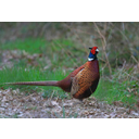 640px-Phasianus_colchicus_-Netherlands-8a.jpg<>Fazan