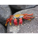 640px-Sally_lightfoot_crab_2a.jpg<>