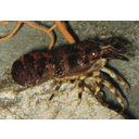 640px-Scyllarus_arctus_1_by_Line1.jpg<>Rak nagajivček