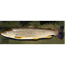 799px-Salmo_marmoratus.jpg<>Soška postrv