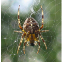Araneus_diadematus.jpg<>Navadni križevec