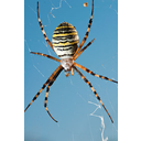 Argiope_bruennichi-female.jpg<>Osasti pajek