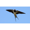 Barn_Swallow_(Hirundo_rustica)_(15).JPG<>Kmečka lastovka