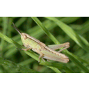 Chorthippus_albomarginatus_20030616-1830.JPG<>Kobilica