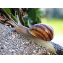 Common_snail.jpg<>