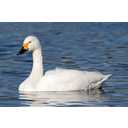 Cygnus_bewickii_01.jpg<>Labod