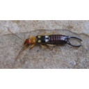 Forficula_1.jpg<>Strigalica