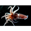 Histioteuthis_NOAA.jpg<>Ligenj