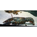Humarus_gammarus_2.jpg<>Jastog