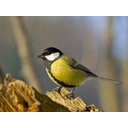 Parus_major_m.jpg<>Velika sinica