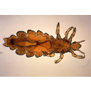 Pediculus_humanus_var_capitis.jpg<>Naglavna uš