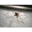 Phalangium_opilio_2_(Nemo5576).jpg<>Pozidni matija