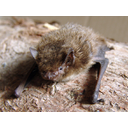 Pipistrellus_nathusii.jpg<>Mali netopir