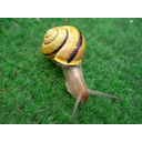 Schneckesnail1.jpg<>Gozdni polž
