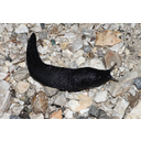 Schwarzer-Schnegel-Limax-cinereoniger.JPG<>Slinar