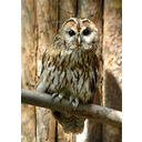 Strix_aluco_aluco.jpg<>Lesna sova