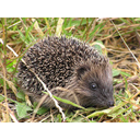 Young_hedgehog.jpg<>Beloprsi jež