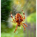 Spider_Araneus_diadematus.jpg<>pajčevina
