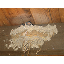 Swallows_nest.jpg<>lastovičje gnezdo