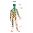 c5be4956c48c45564a4531.jpg<>Živčevje, razporejeno po telesu