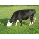 krava-Black_Hereford.JPG<>Nova pasma iz prejšnjih dveh: black hereford