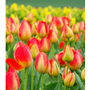 tulipan.jpg<>Nova sorta?