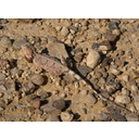799px-Agama_aculeata.jpg<>