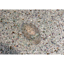 800px-Camouflage2.jpg<>
