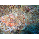 800px-Stonefish_in_Red_Sea_(with_flash).jpg<>