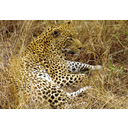 Great_male_Leopard_in_South_Afrika-JD.JPG<>