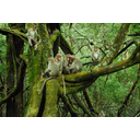 Monkey_family_in_moss_tree.jpg<>Opice, drevo, mah - živali in rastline