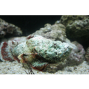 Rock_Fish_001_by_crumpstock.jpg<>