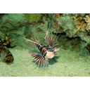 animals-17349_640.jpg<>Riba, alge - žival in rastline