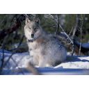 white-polar-arctic-wolf-on-snow_w725_h502.jpg<>
