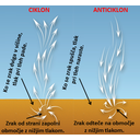 ciklon_in_aticiklon_1.png<>Kako nastaneta ciklon in anticiklon