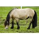 640px-Dole_eating_grass.jpg<>Konj