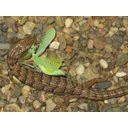 Elgaria_multicarinata_eating_mantis_2.jpg<>