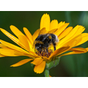 Some_sort_of_bumble_bee.jpg<>