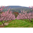 640px-Peach_orchard_in_bloom.jpg<>Breskov sadovnjak - posadil človek, malo različnih vrst